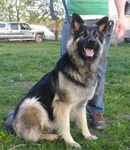 A black and tan King Shepherd is sitting in grass and there is a person behind it. There is a gray truck with a cap and a covered car in the distance.